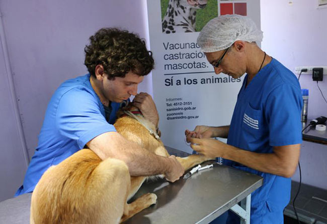 castracion mascotas san isidro